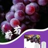 SP2s思博瑞 一代通用蛋